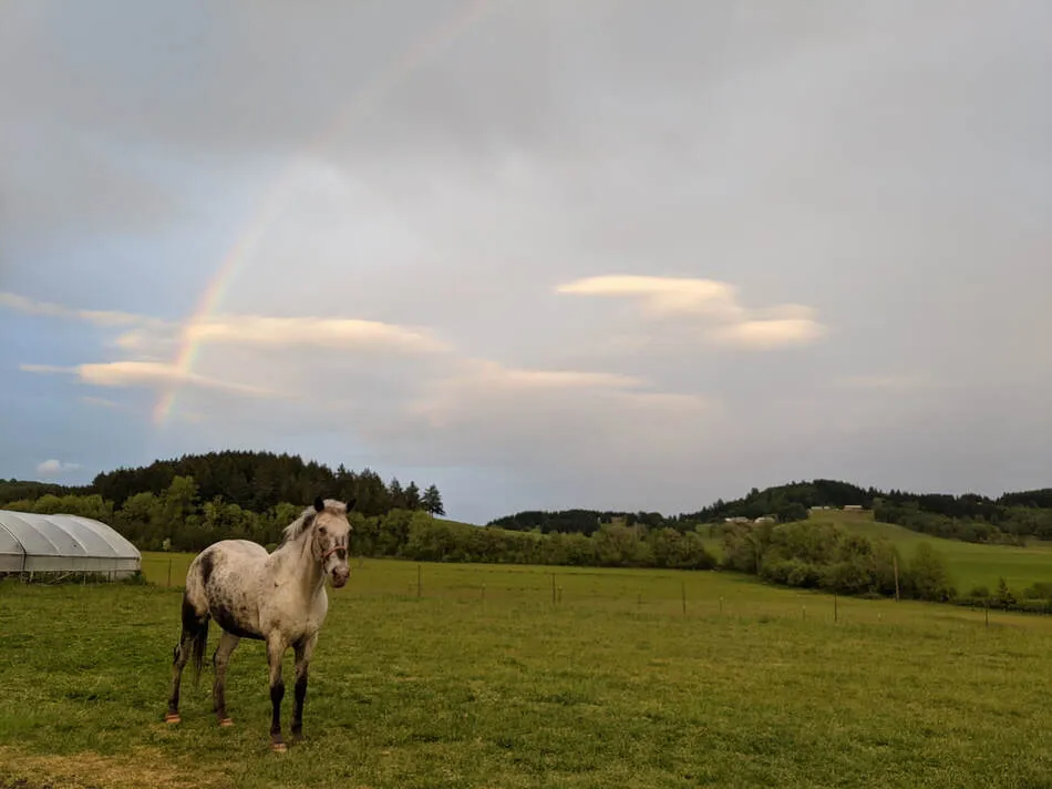 Willy, a spotted white horse, standing in a green pasture under a rainbow